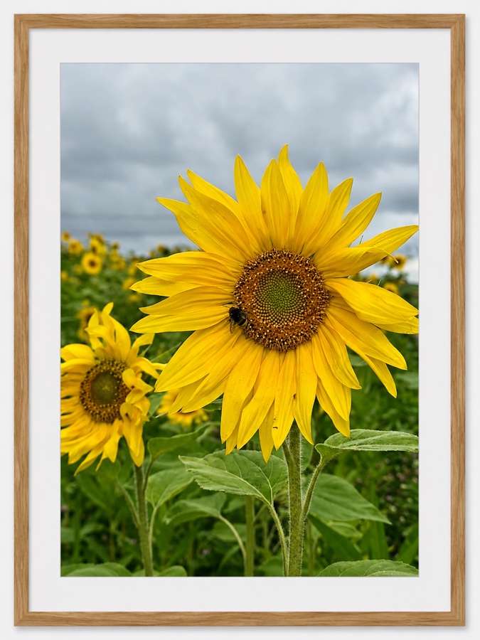 Sunflower & Bee — fine art photography print by Giulianna Boscardin