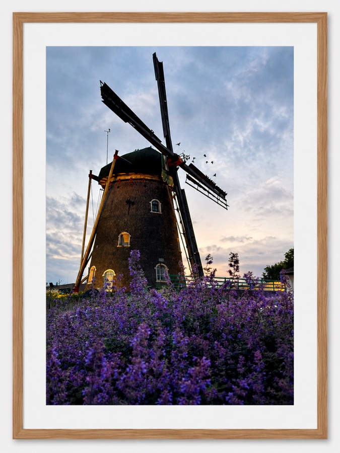 Windmill & Lavender — fine art photography print by Giulianna Boscardin